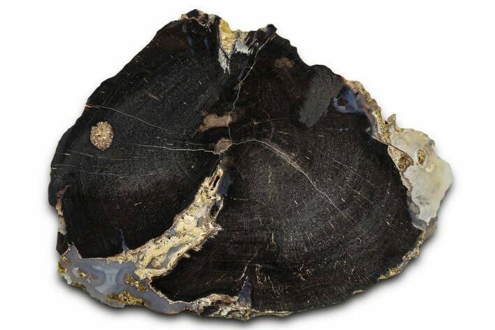 Petrified Wood (Schinoxylon) Limb Section - Blue Forest, Wyoming #371130